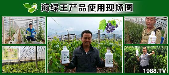 目前公司的营销网络遍布全国各大省份农业经济作物区域,海绿王