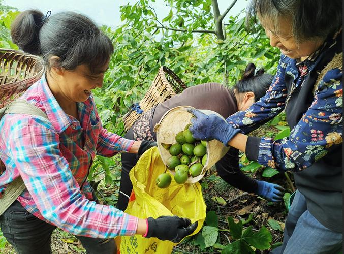 核桃产业只是全县农产品的一个缩影,平武县今年高位推进经济作物种植
