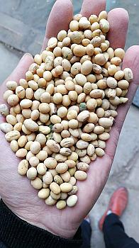 二级豆 农产品 粮油作物 豆类作物 黄豆 中国粮油信息网报价中心
