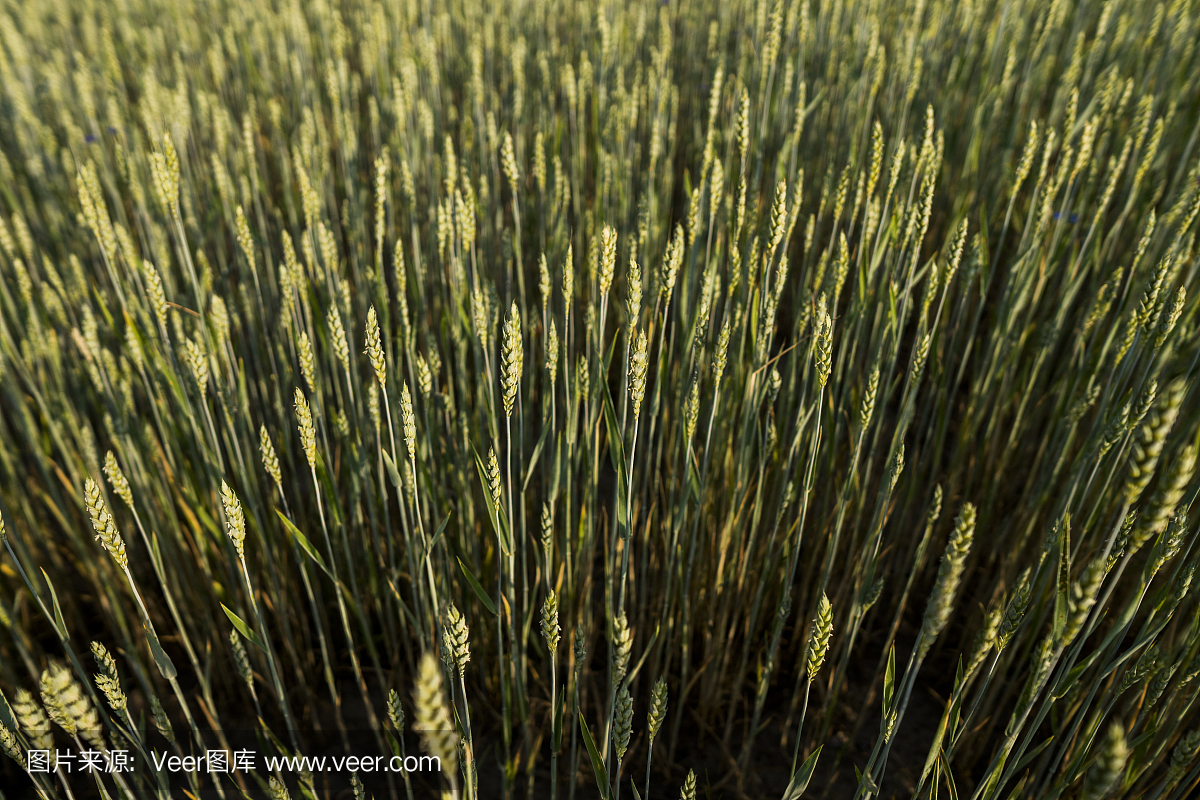 年轻的绿色麦田。小麦成熟的耳朵。农业。自然的产品。农业景观。